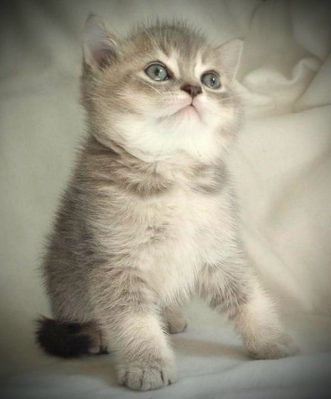 Brits Korthaar kater