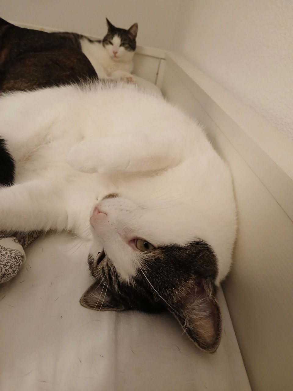 2 katten gecastreerd , gechipped , gevaccineerd , ontwormd