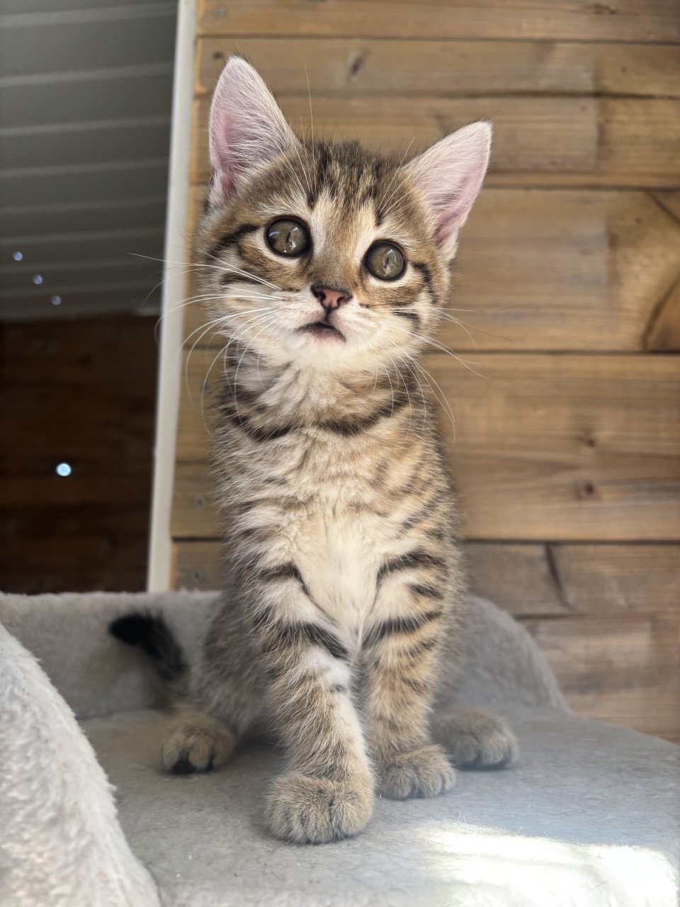 Siberische bos kat kittens