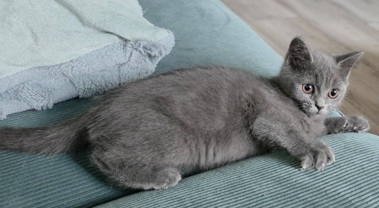 Kitten britse korthaar blue