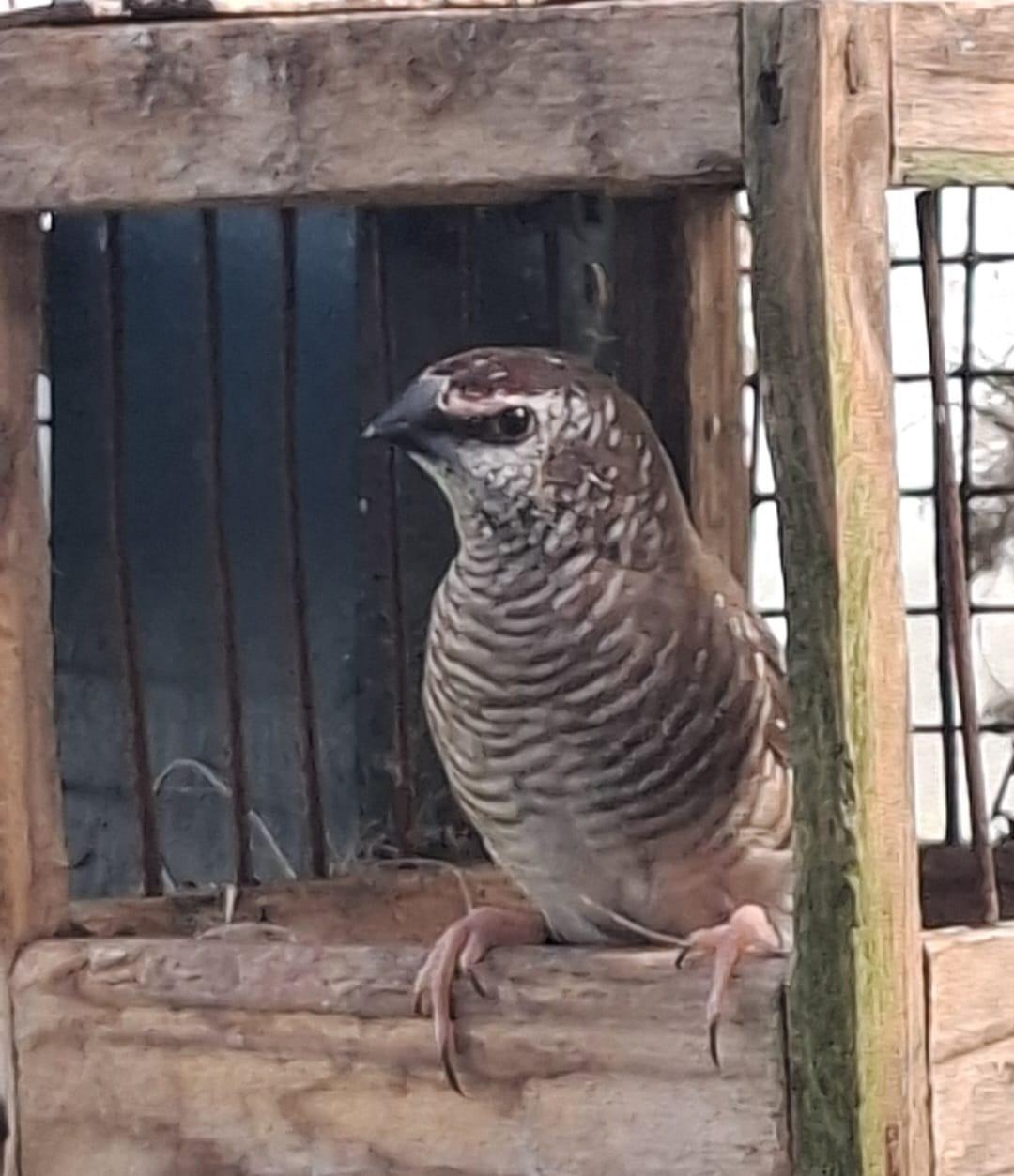 Vier voliere vogels