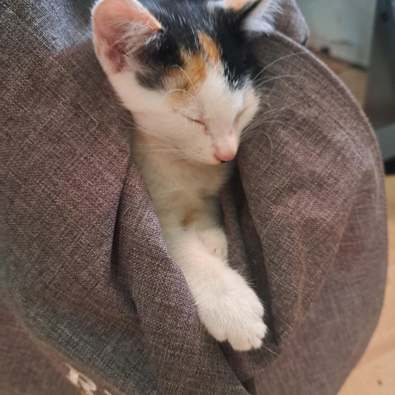 Super lieve kittens