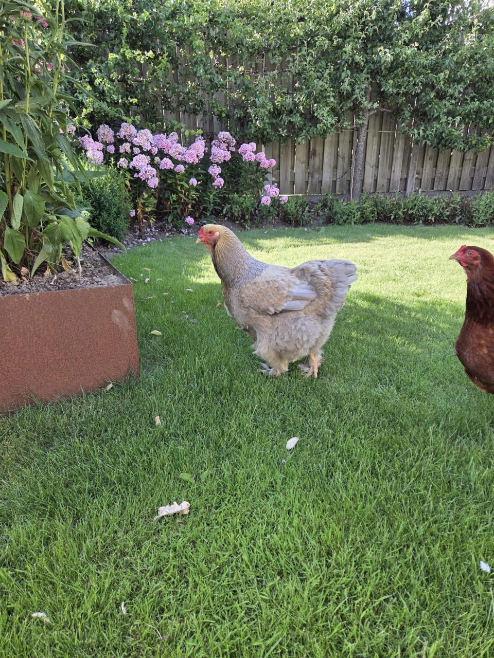Mooie Brahma hen