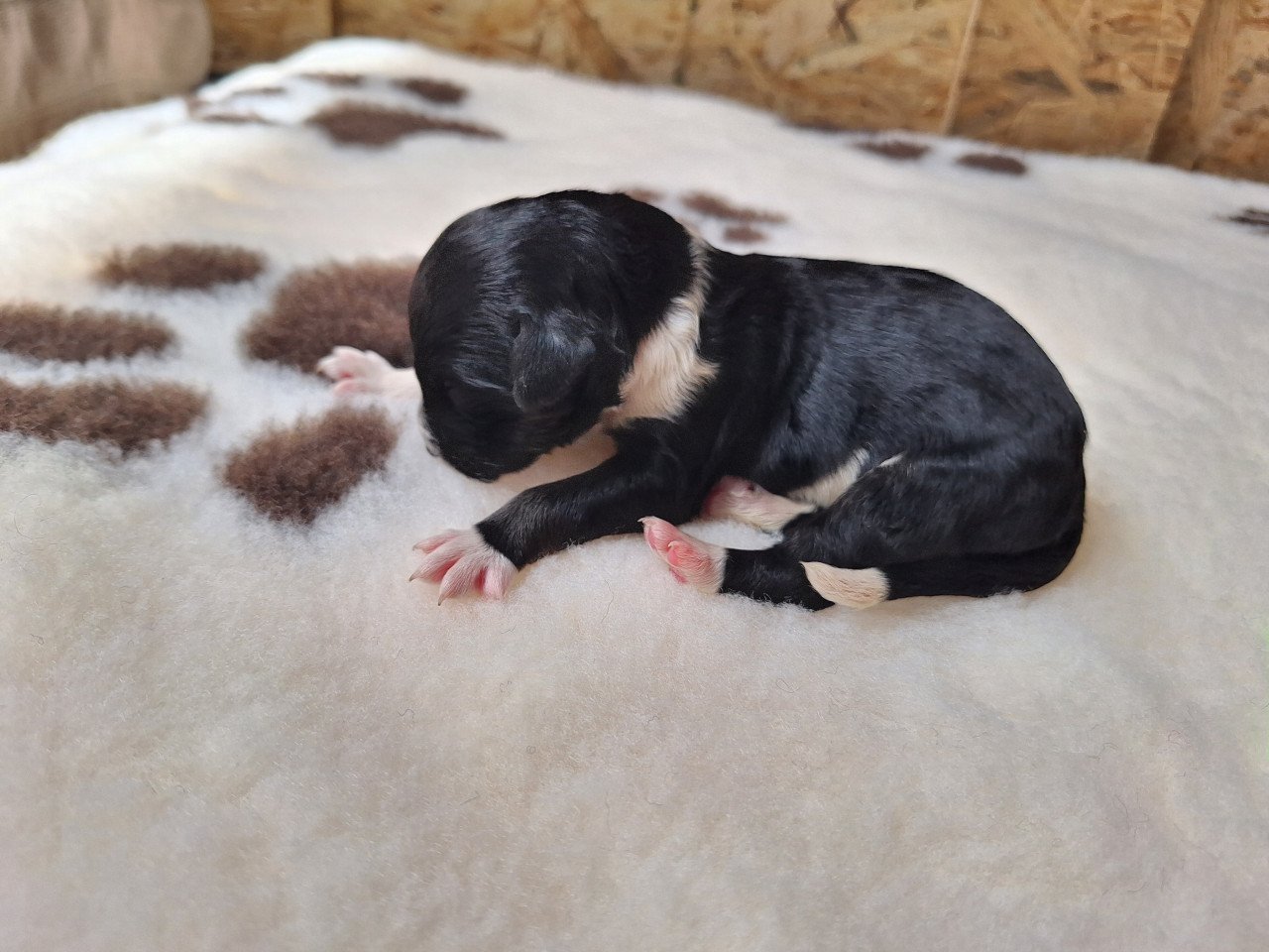 Bernedoodles pups