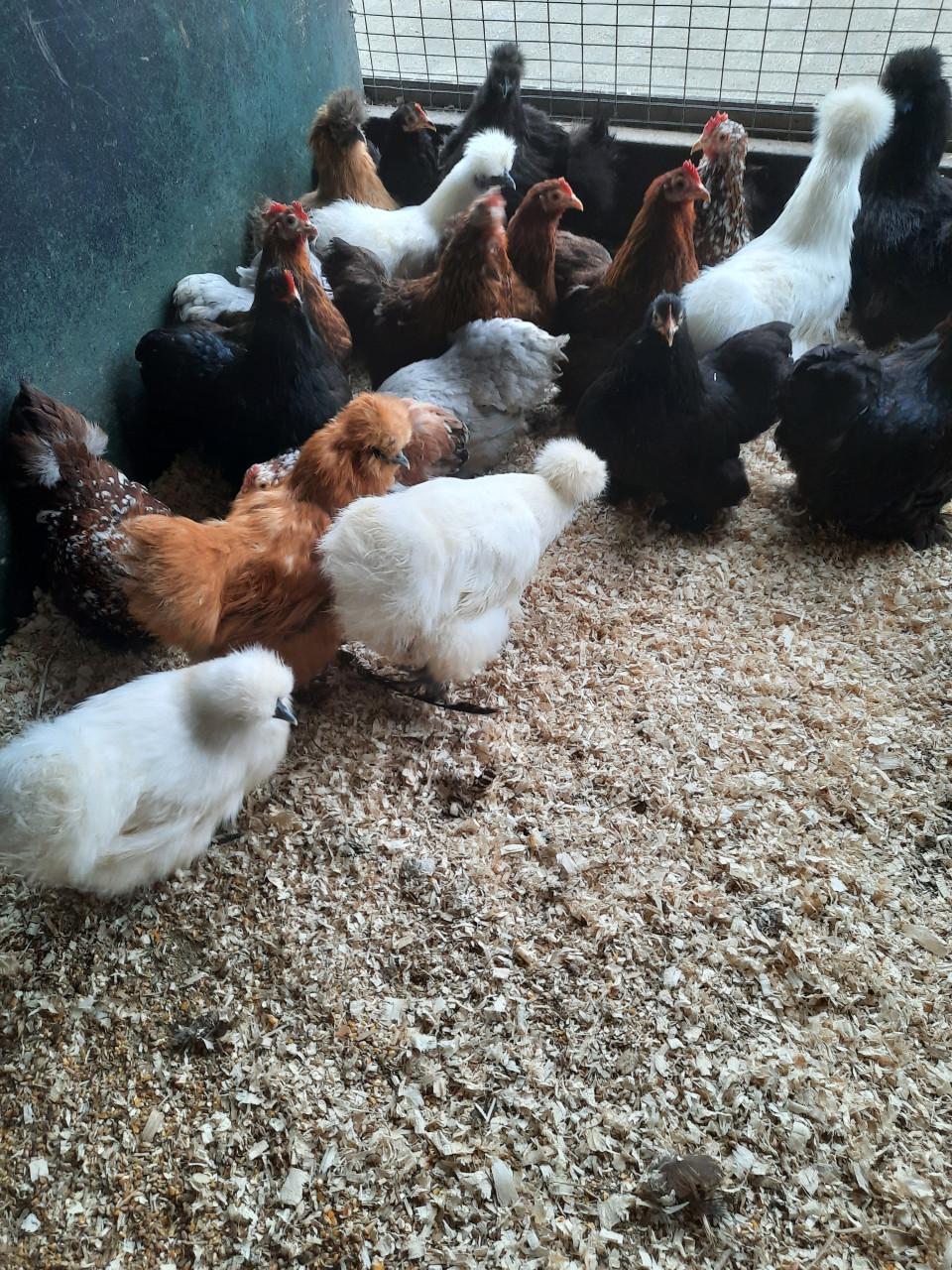 Ruime keuze uit allerlei legkiprassen- en krielrassen