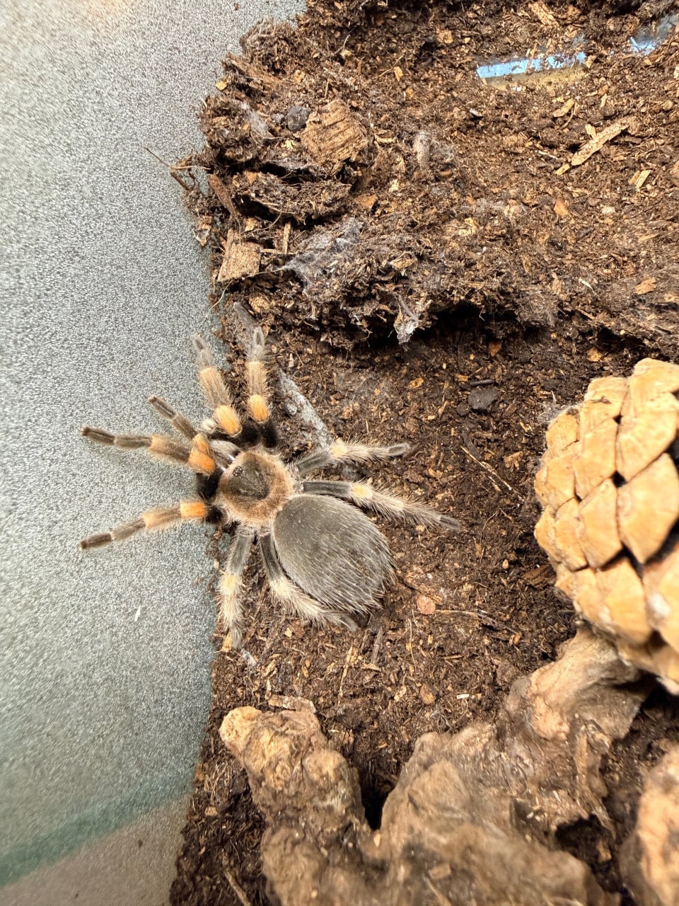 Mexicaanse Roodknie Vogelspin