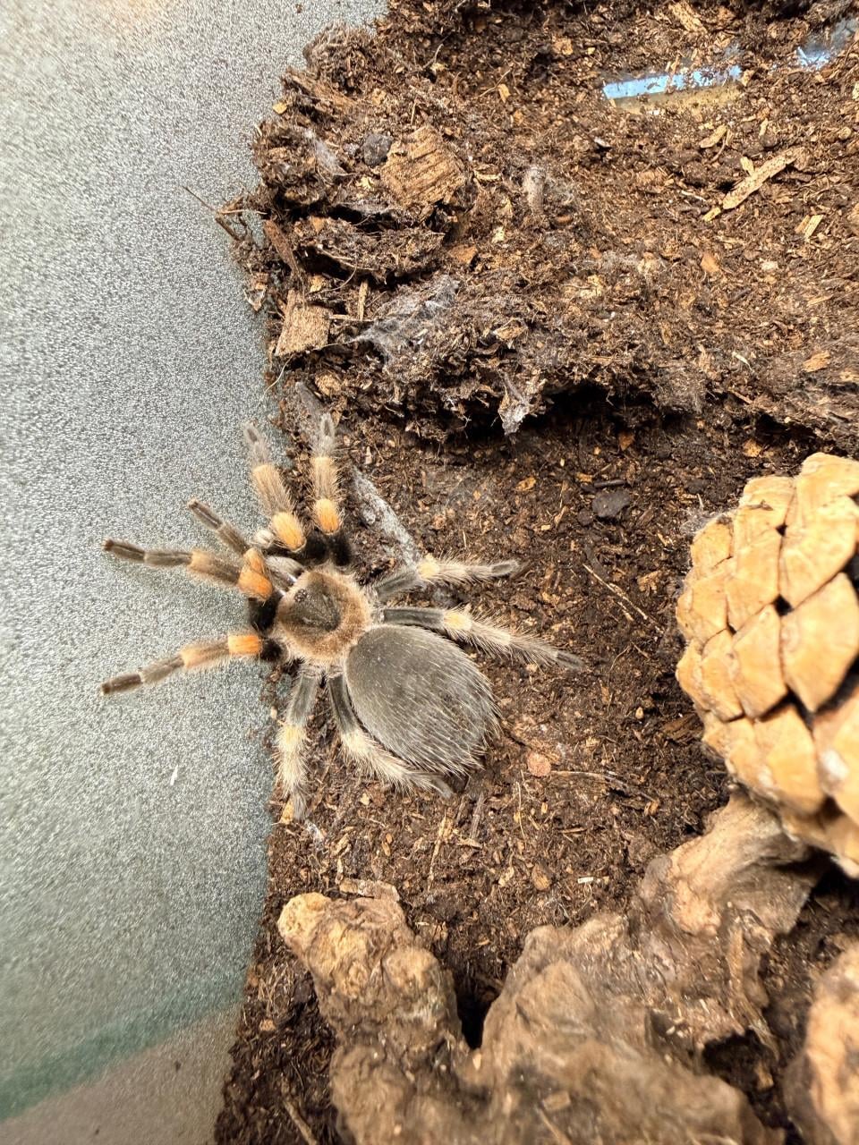 Mexicaanse Roodknie Vogelspin