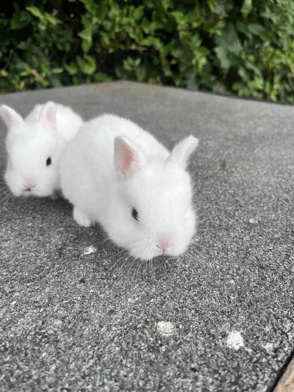 Baby konijnen