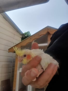 Jonge valkparkietjes