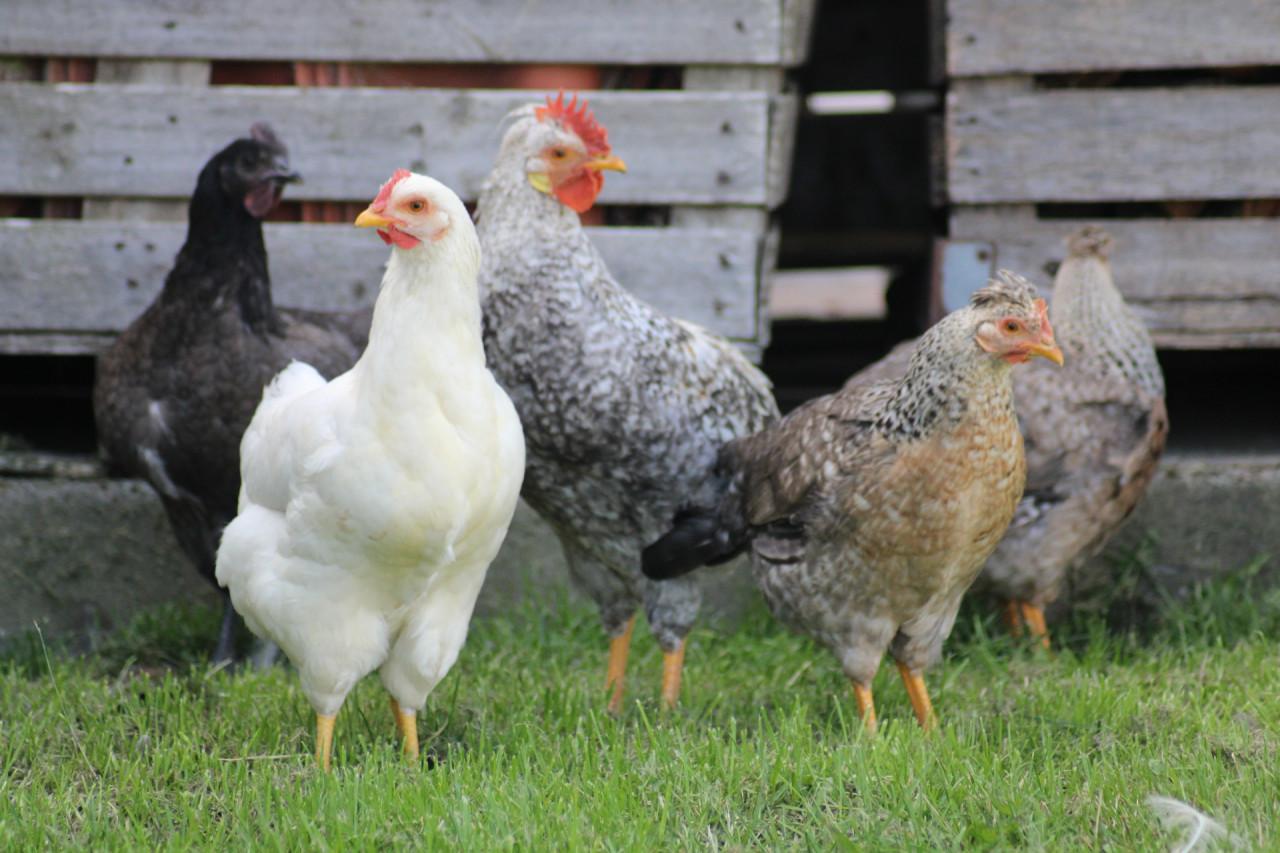 Verschillende kleuren broedeieren.