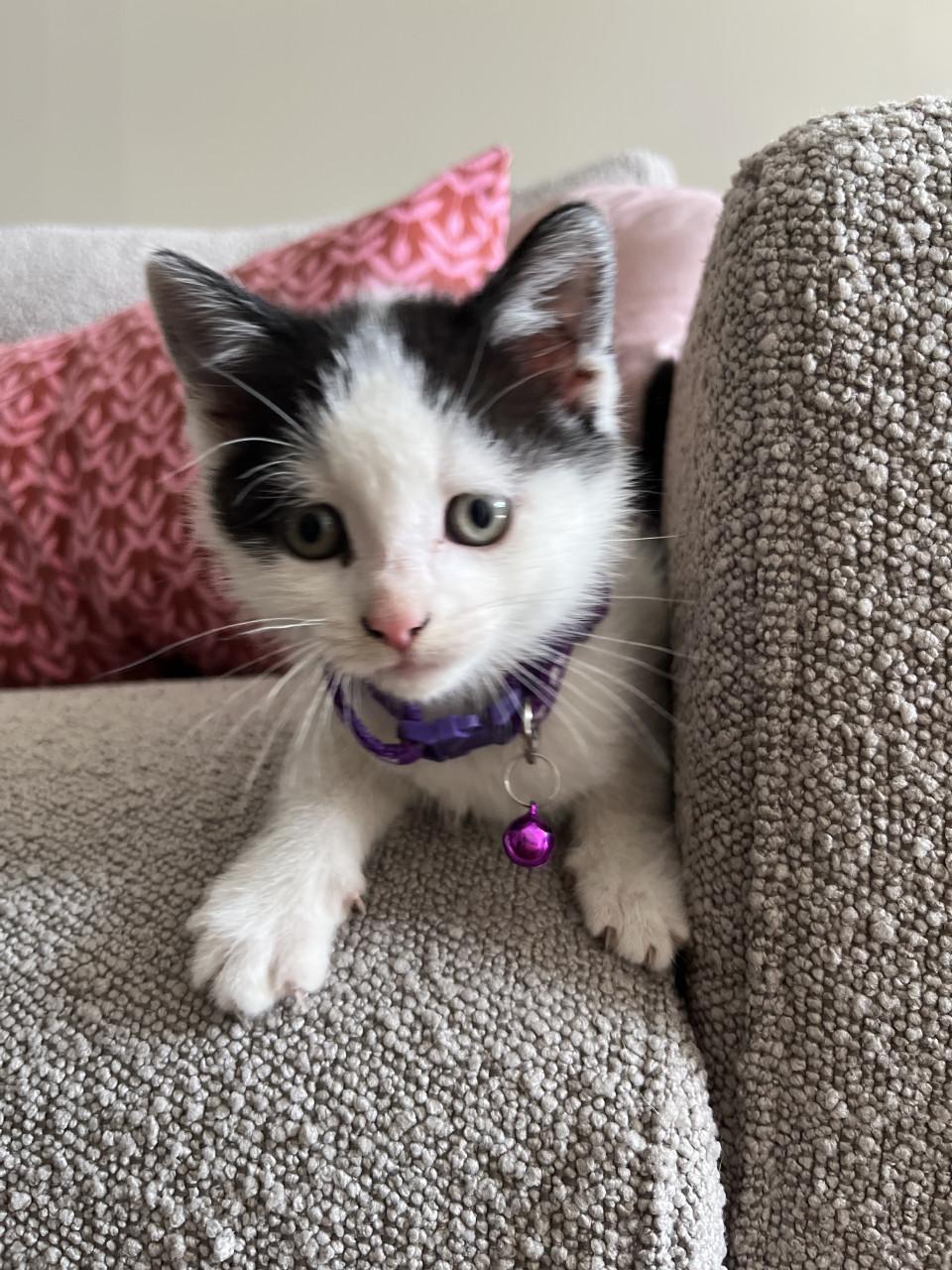 Kitten
