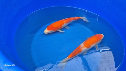 Mooi japanse koi30-40cm