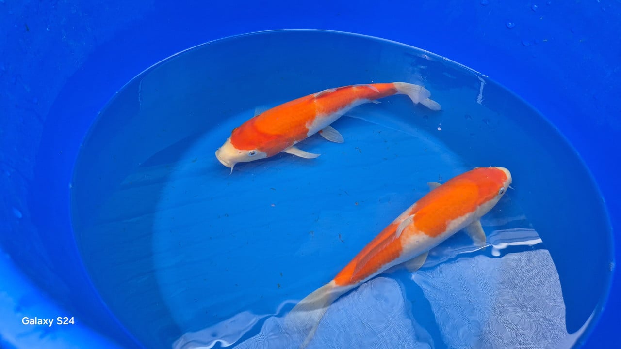 Mooi japanse koi30-40cm