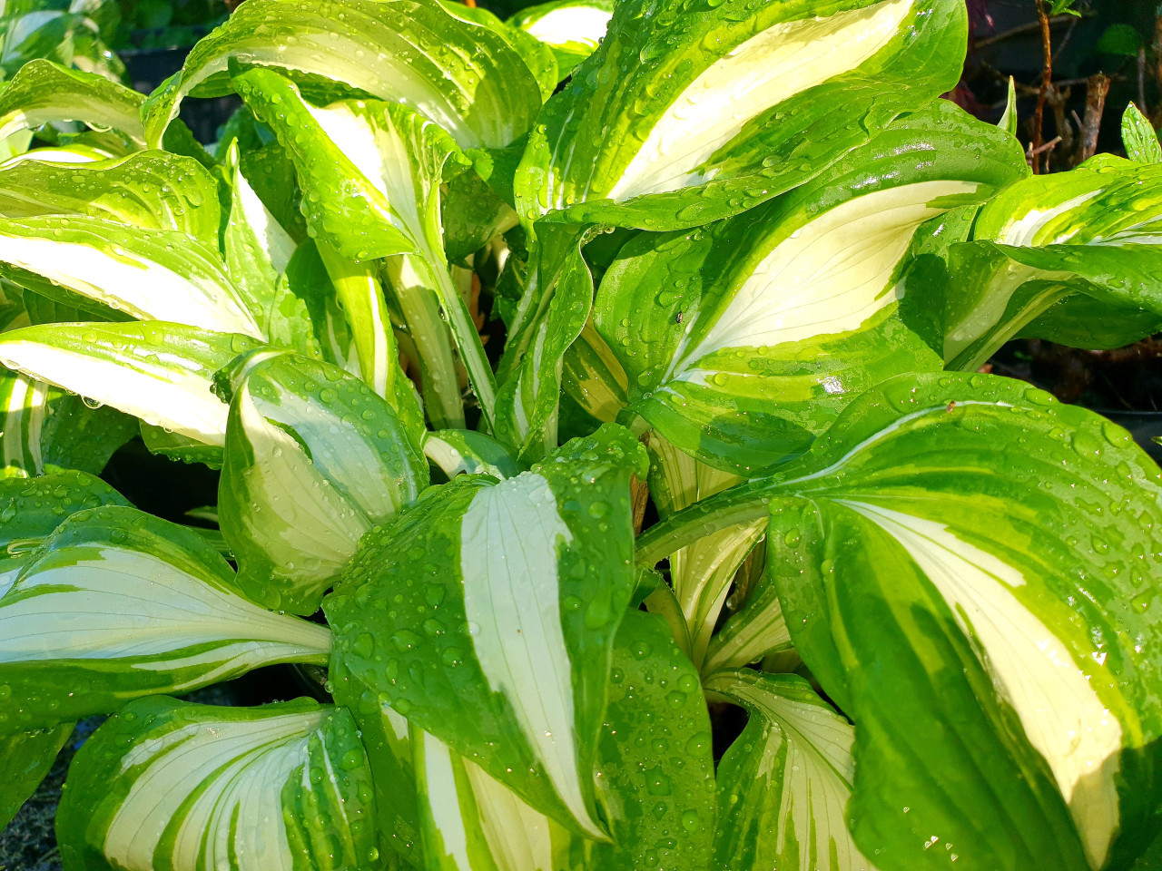 Lelietje-van-Dalen en Hosta's