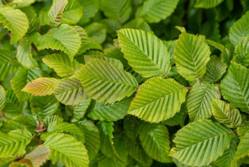 Haagbeuk - carpinus betulus potgekweekt