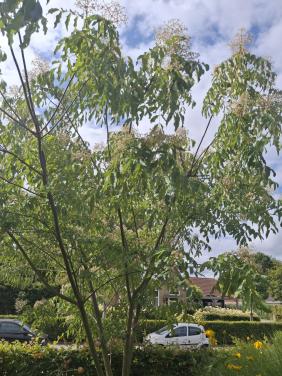 Bijenboom