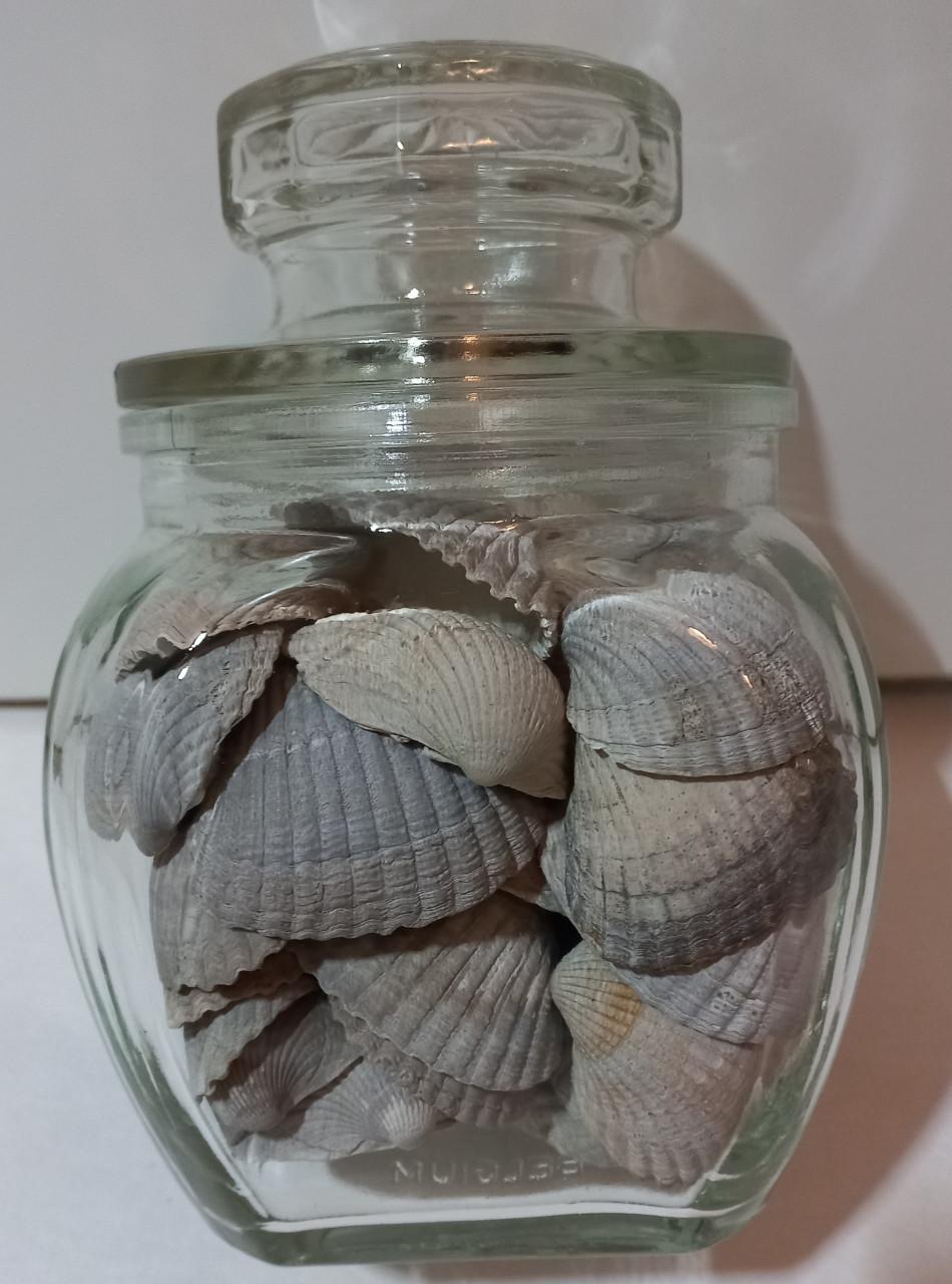 Zeeuwse schelpen in decoratieve glazen potten