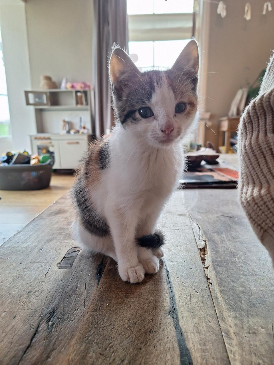 Lief aanhankelijk kitten