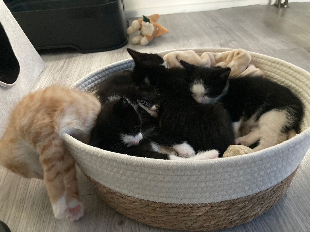 Supper schattige Kittens