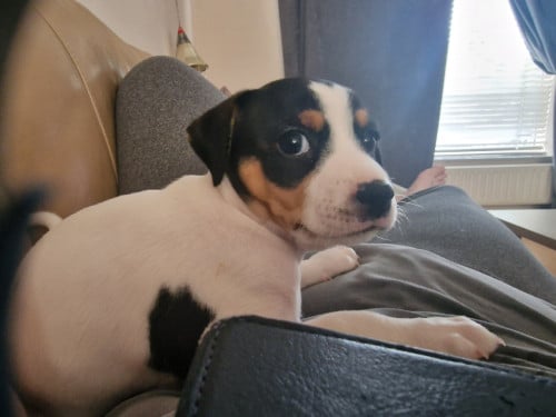 Nog 2 boerenfox pups