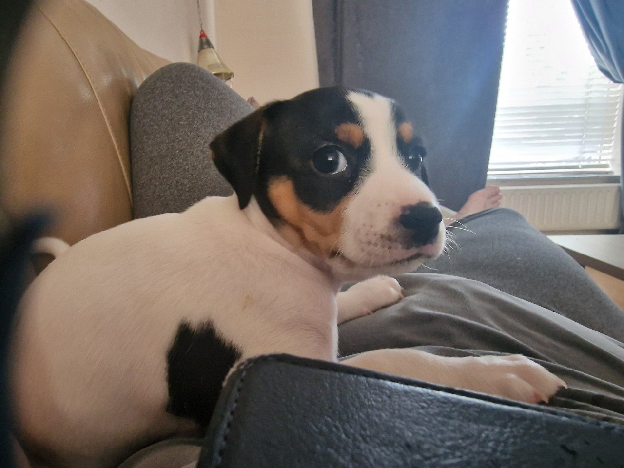 Nog 2 boerenfox pups