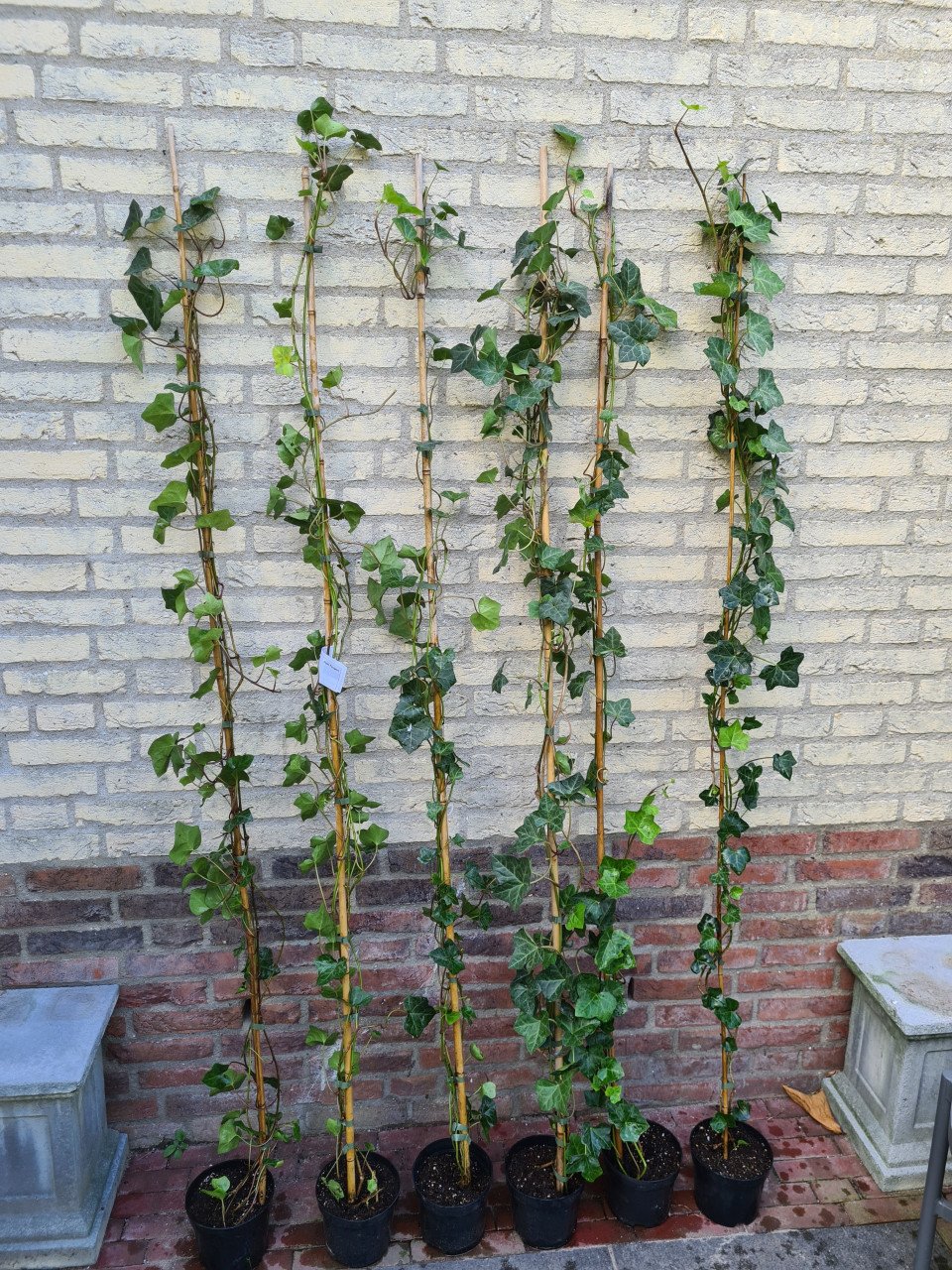 Klimop: Hedera Hibernica in alle maten