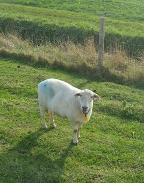Schaap schapen drachtig ooi ooien