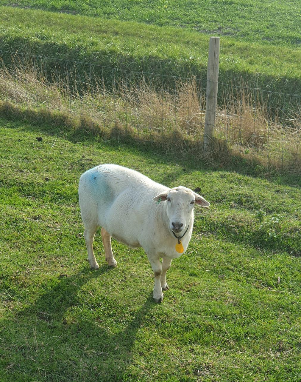 Schaap schapen drachtig ooi ooien