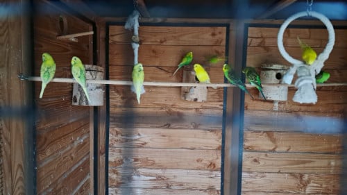 Jonge grasparkieten