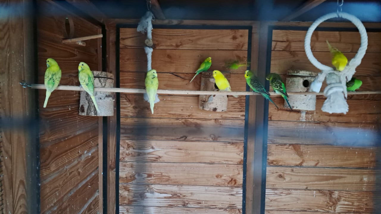 Jonge grasparkieten