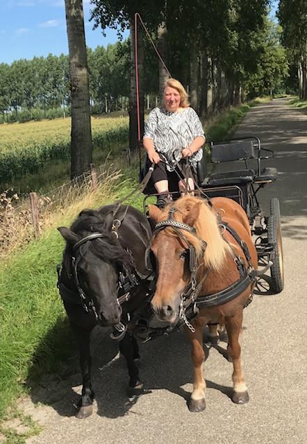 Pony's