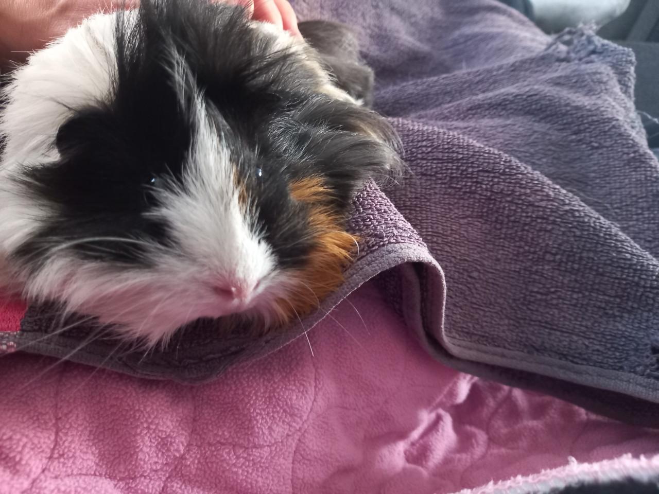 2 dames cavia's,  best in een groep te plaatsen