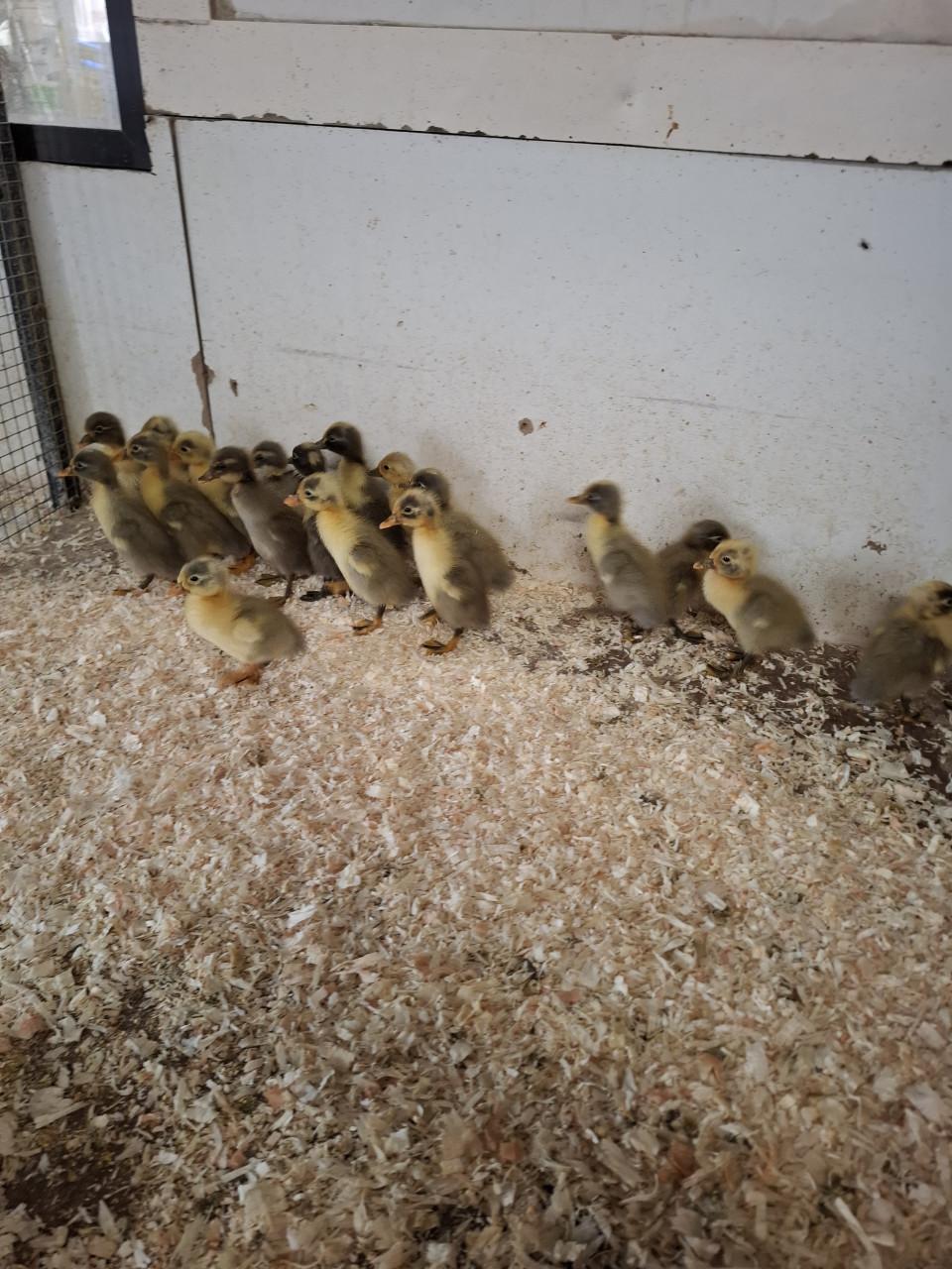Jonge indische loopeendjes
