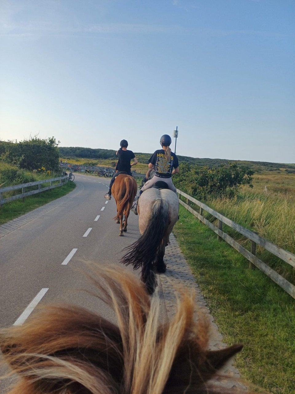 Trekpaard merrie