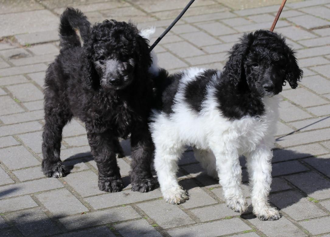 Labradoodle pups beschikbaar