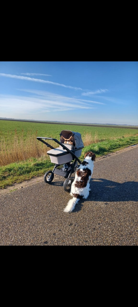 Dubatti Two kinderwagen