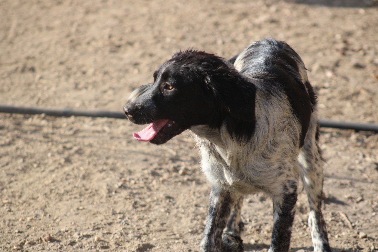 Alora Dog Rescue: Mona, dit lieve meisje zoekt een baasje