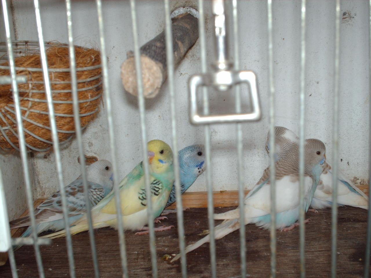 Te koop : 5 Jonge Grasparkieten.