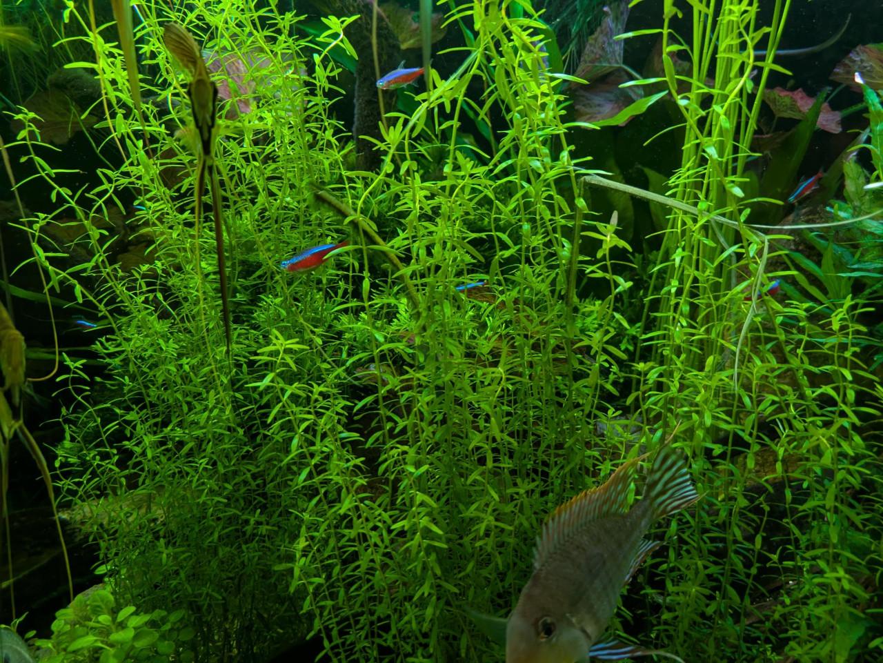 Rotala sp. Green