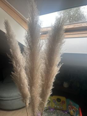 Vaas met pampus pluimen