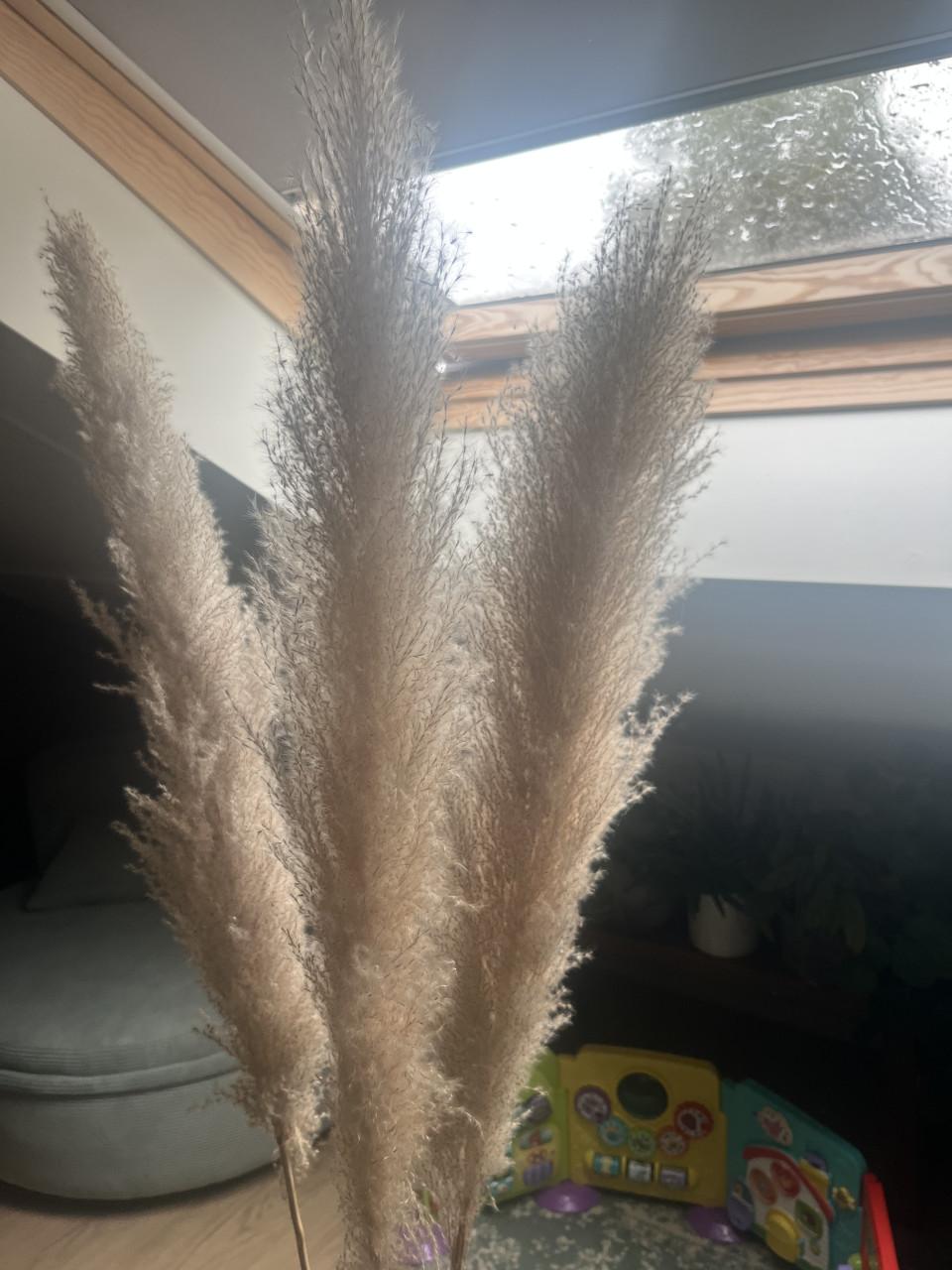 Vaas met pampus pluimen