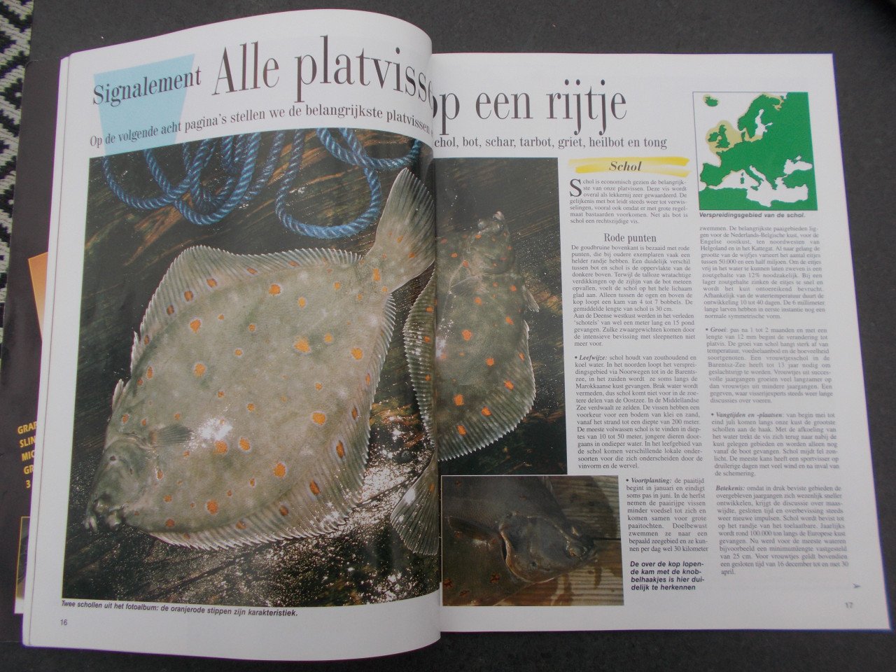 PLATVIS , verbeter je vangsten