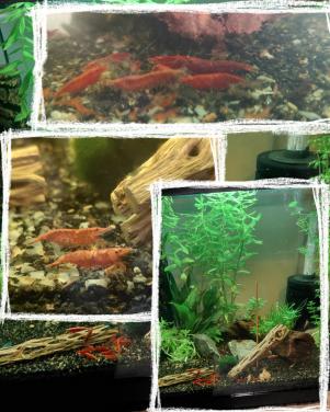 Neocaridina red vuurgarnaal.