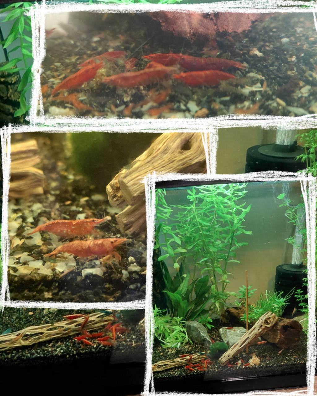 Neocaridina red vuurgarnaal.