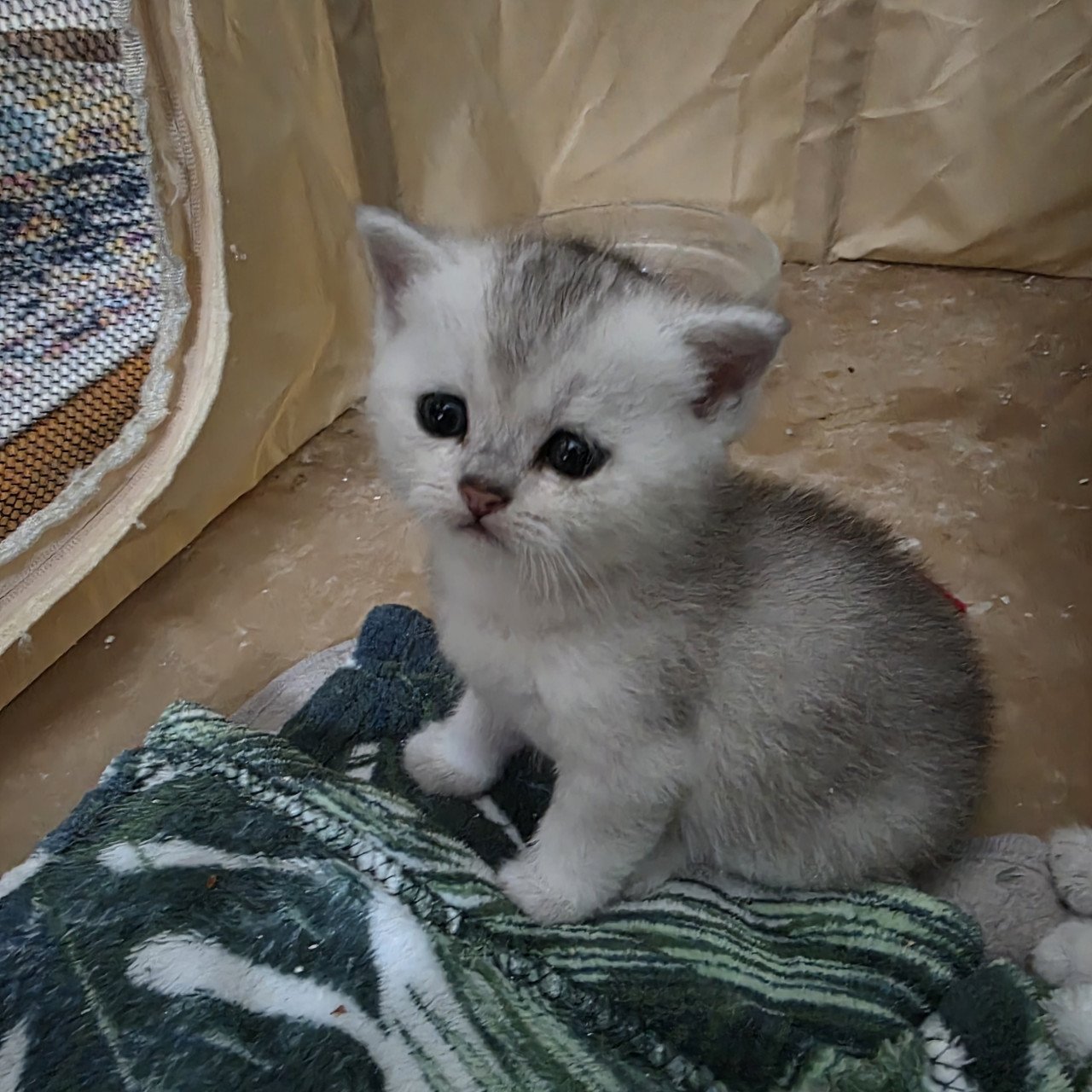 Brits korthaar silver tabby kittens