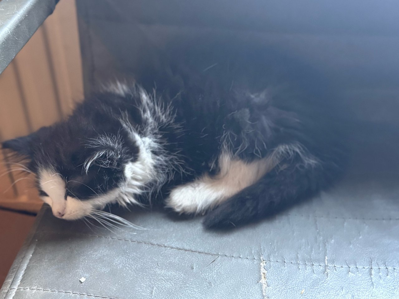 Kittens pers/maincoon