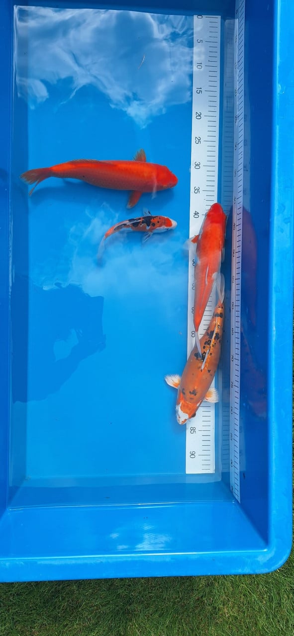 4 koi karpers 75 euro