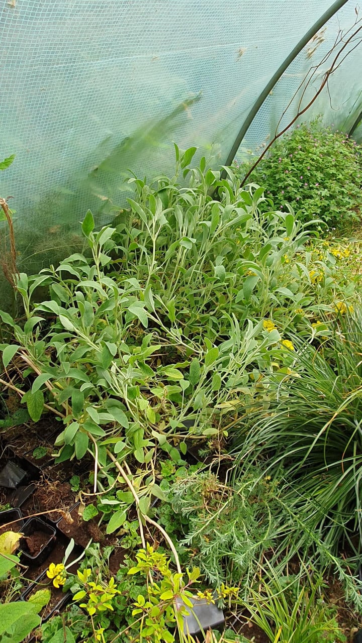Diverse siergrassen en planten