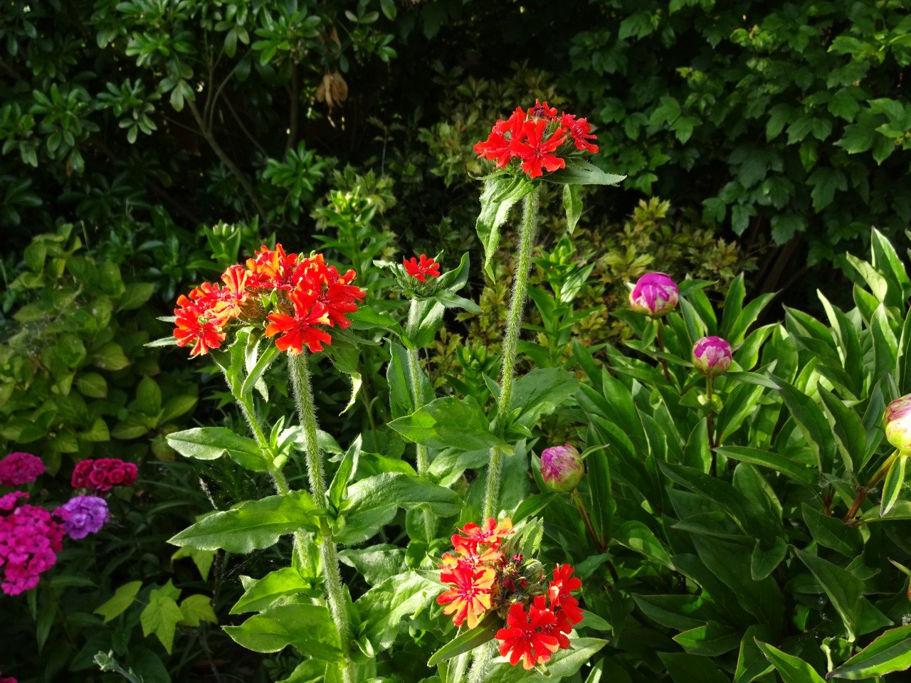 Vaste planten uit hobbykweek