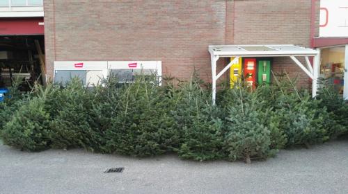 Nordmann Kerstboom. Nu voor € 30,00